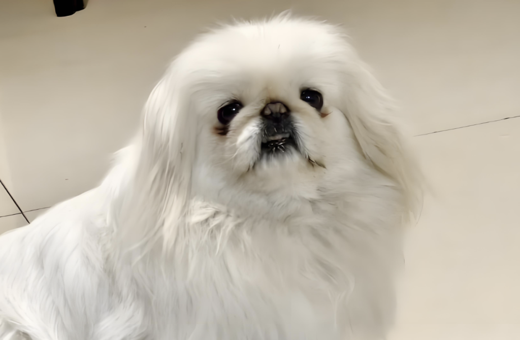 Beijing’s Specialty Breed—The Pekingese