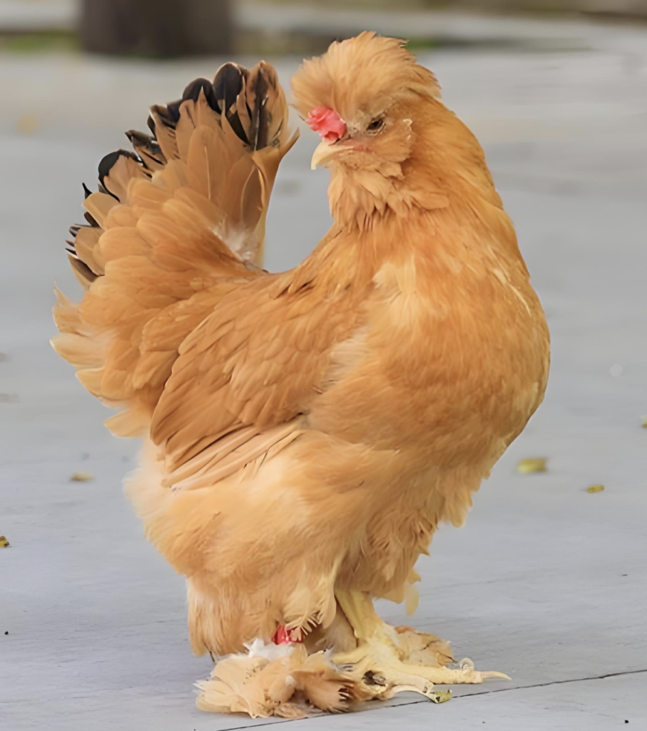 Beijing Oil Chicken: A Unique Chinese Breed with Superior Quality