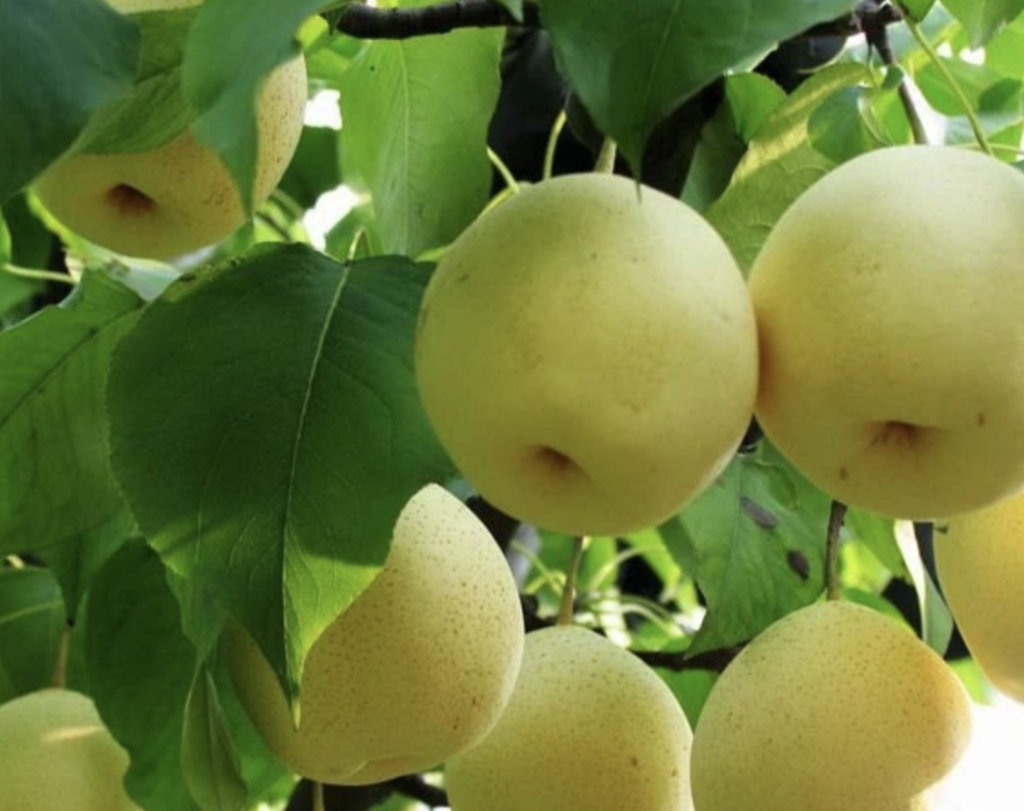 Jingbai Pear: Beijing's Unique Juicy Autumn Delight