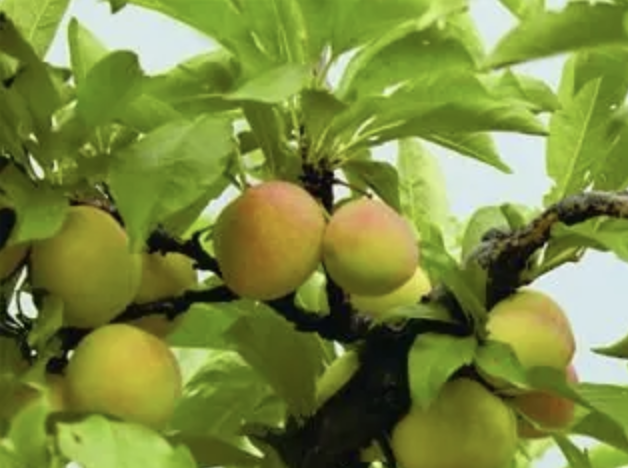 Emperor's Plum: Sweet, Juicy & Nutritious - A Qing Dynasty Treasure